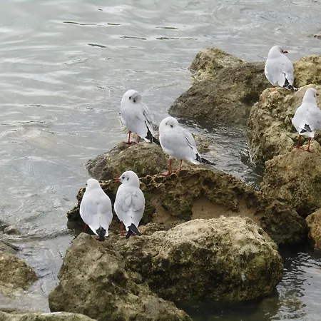 Calme Proche Avec Terrasse Sud, Parking Securise Et Equipements Complets - Fr-1-306-909 公寓 *