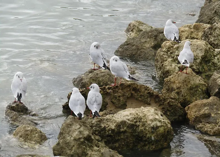 Calme Proche Avec Terrasse Sud, Parking Securise Et Equipements Complets - Fr-1-306-909 דירה *